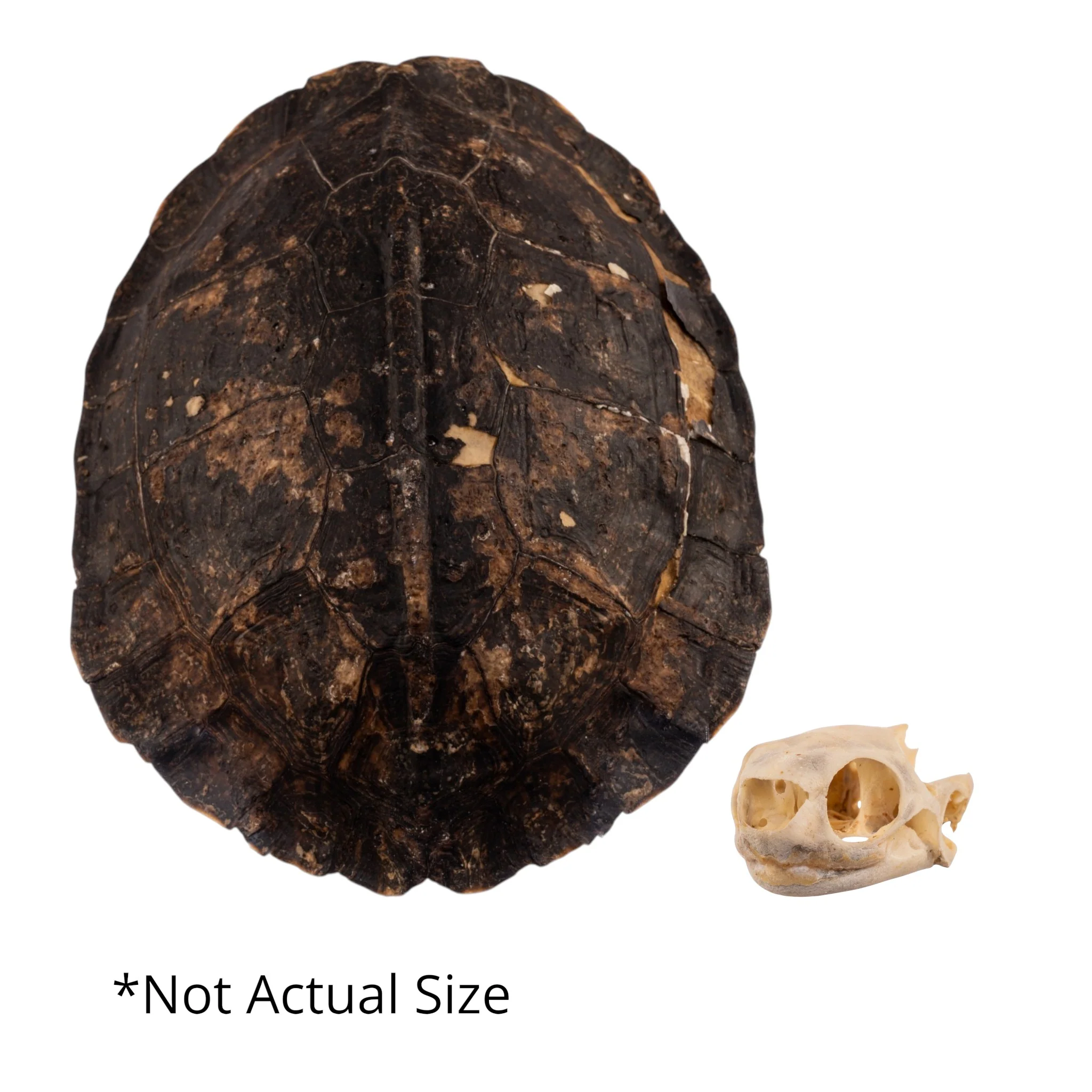New Arrivals - Animal Skulls + Skeletons